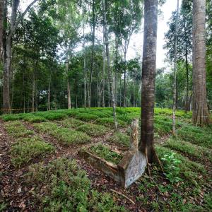 Cimetière, Saint-Jean-du-Maroni, Guyane