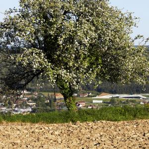 Centre international d'art pariétal, Lascaux IV, Montignac, Dordogne, Snøhetta + Casson Mann + SRA + Duncan Lewis